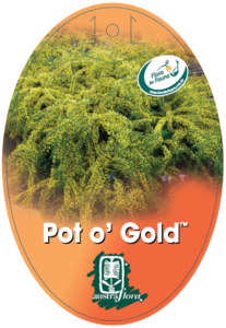 Acacia Pot O Gold