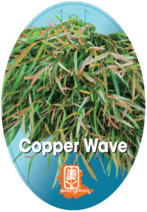 Agonis Copper Wave