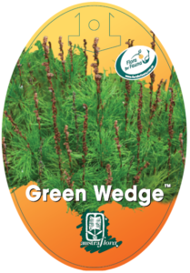 Baloskian Green Wedge