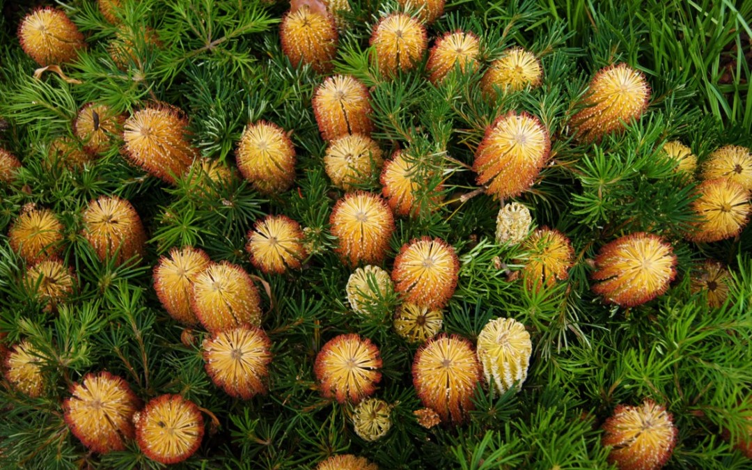 Banksia Tucker Time Birthday Candles