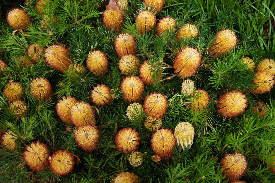 Banksia Tucker Time Birthday Candles