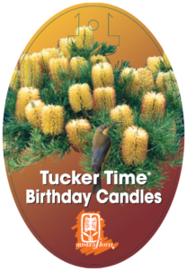 Banksia Birthday Candles