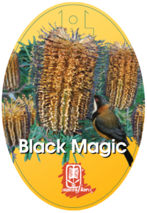 Banksia Black Magic