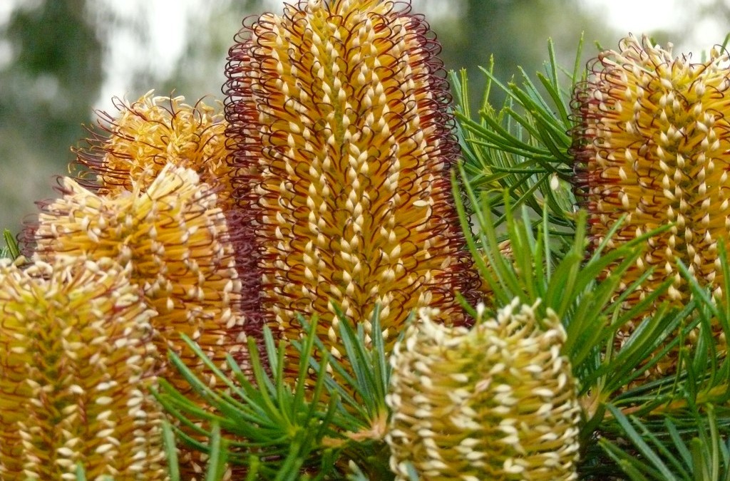 Banksia Cherry Candles (PBR)