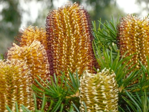Banksia Cherry Candles (PBR)