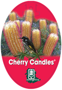 Banksia Cherry Candles