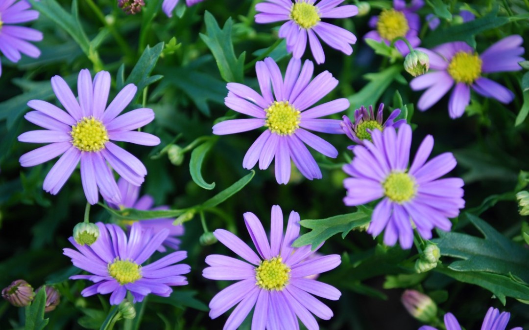 Five Small Flowering Plants For Spring Borders