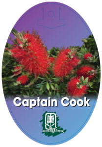 Callistemon Captain Cook