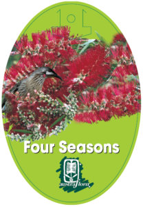Callistemon Four Seasons