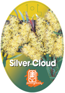 Callistemon Silver Cloud
