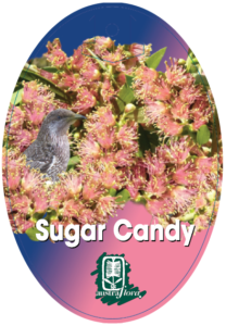 Callistemon Sugar Candy