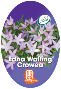 Crowea Edna Walling