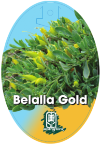 Eremophila Belalla Gold