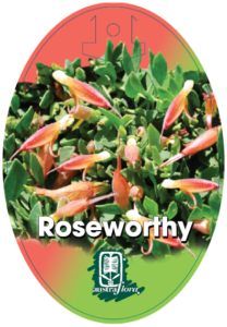 Eremophila Roseworthy