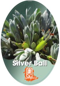 Eremophila Silver Ball
