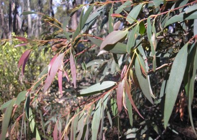 Eucalyptus Dry White