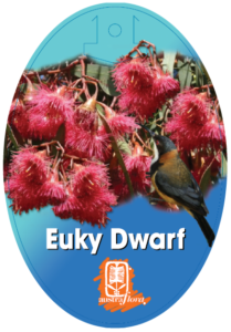 Eucalyptus Euky Dwarf