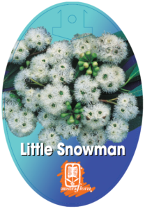Eucalyptus Little Snowman