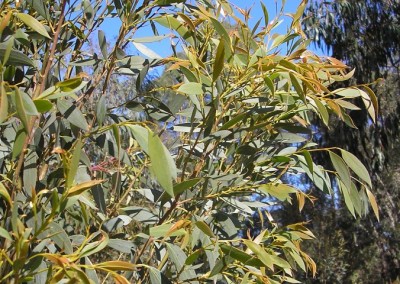 Eucalyptus Little Star