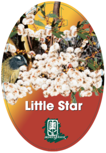 Eucalyptus Little Star