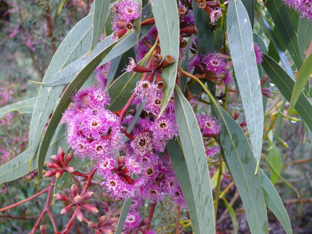 gum tree eucalyptus flowers