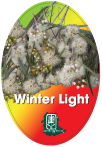 Eucalyptus Winter Light