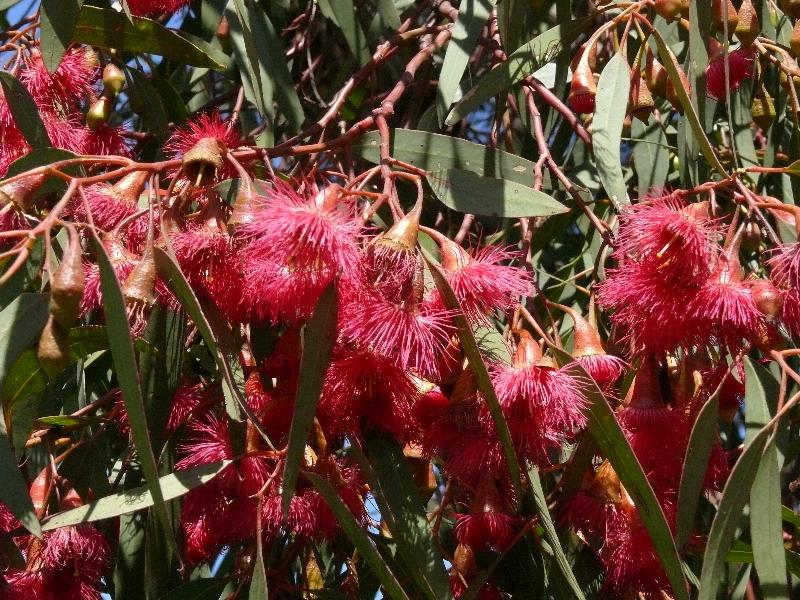 Flowering Eucalyptus