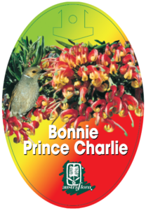 Grevillea Bonnie Prince Charlie