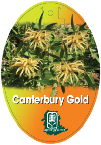 Grevillea Canterbury Gold