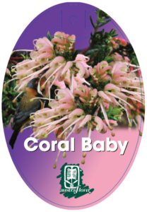 Grevillea Coral Baby