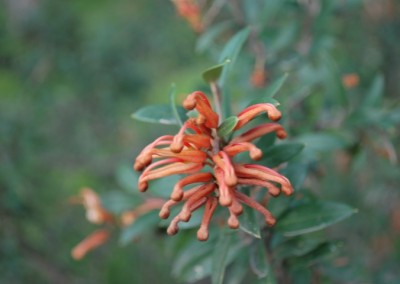 Grevillea Tangerine (PBR)