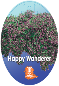 Hardenbergia Happy Wanderer