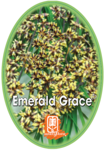 Lomandra Emerald Grace