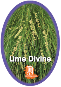 Lomandra Lime Divine