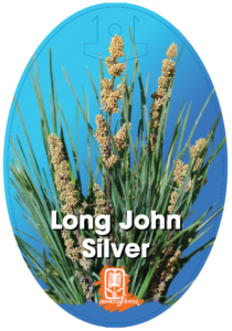 Lomandra Long John Silver