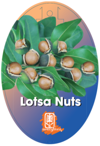 Macadamia Lotsa Nuts