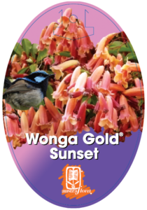 Pimelea Wonga Gold Sunset
