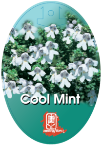Prostanthera Cool Mint