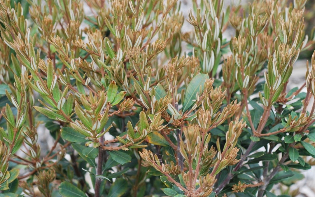 Banksia Sentinel (PBR)