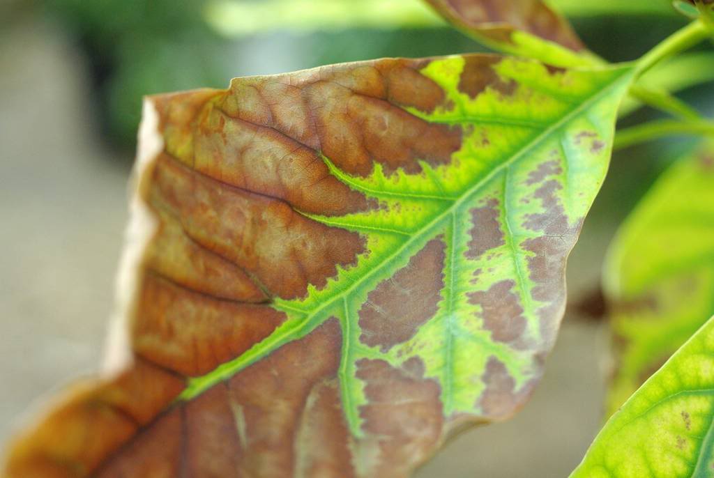 Preventing And Treating HeatDamage In The Garden Austraflora