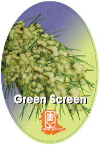 Acacia Green Screen