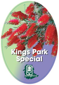 Callistemon Kings Park Special