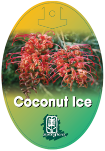 Grevillea Coconut Ice