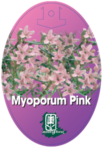Myoporum Pink