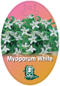 Myoporum White