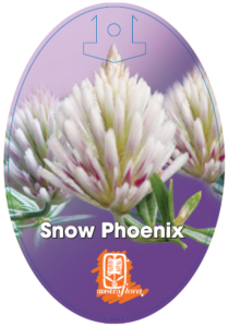 Ptilotus Snow Phoenix