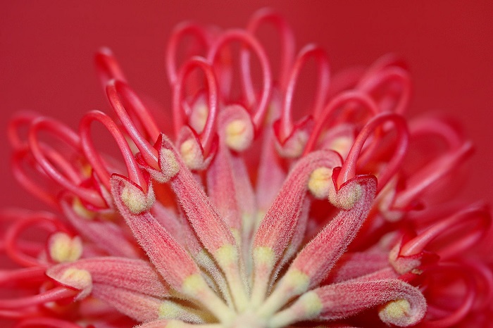 6 Tips For Photographing Flowers