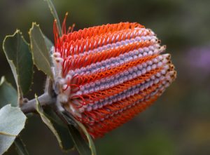 "Banksia coccinea" by Marian Crawford