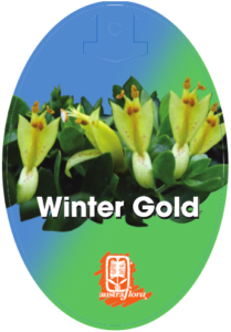 Eremophila Winter Gold