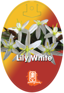 Thelionema Lily White
